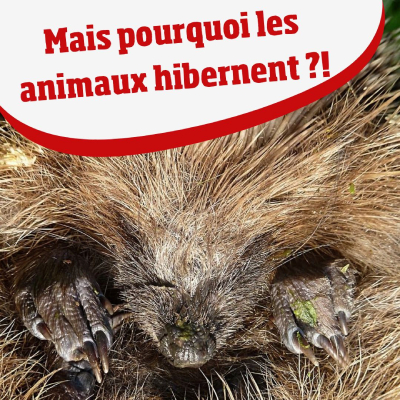 Mais pourquoi les animaux hibernent ?