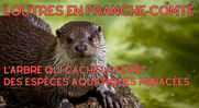 Réapparition de la Loutre en Franche-Comté