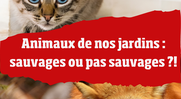 Animaux de nos jardins : sauvages ou pas sauvages ?